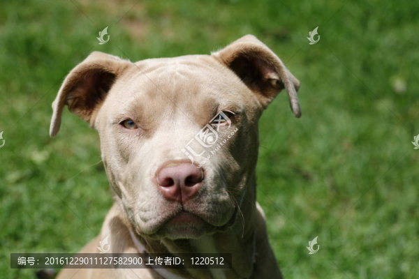 斗牛犬