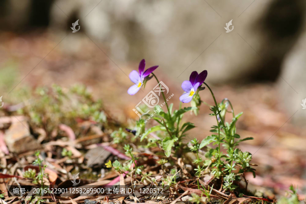 在錯誤的地方生長Viola