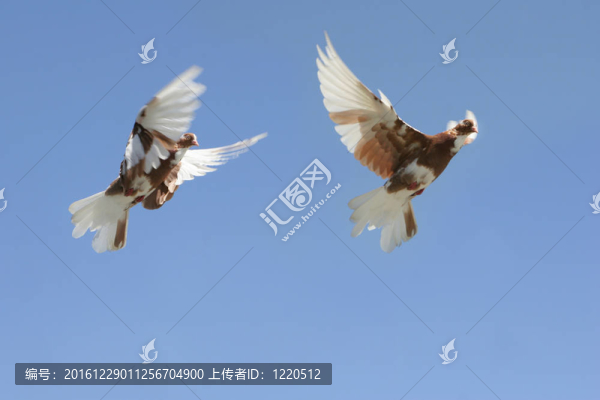 鴿子在飛行
