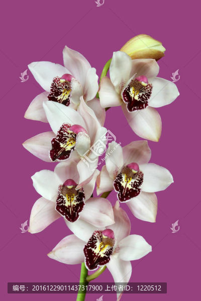 蘭花