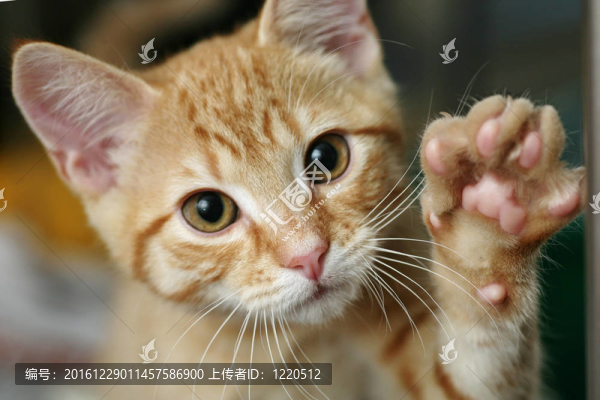 小貓用爪子上