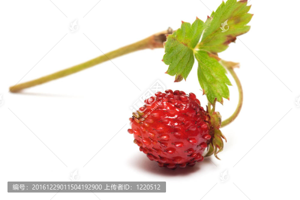 草莓.