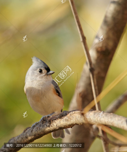 胡山雀；Baeolophus,bicolor
