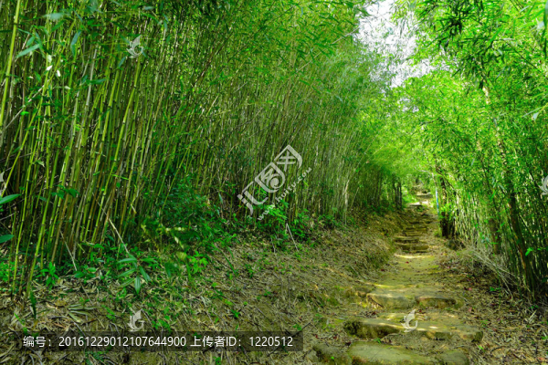 竹林路