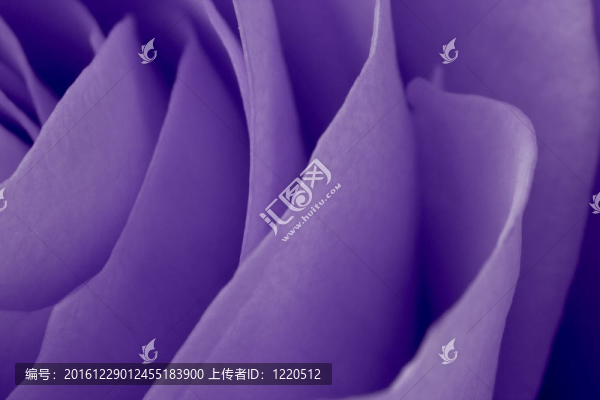 紫玫瑰的宏