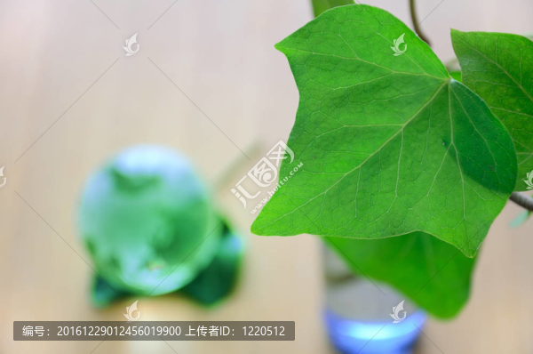 綠葉與地球。