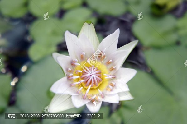 睡蓮開始綻放（特寫）。