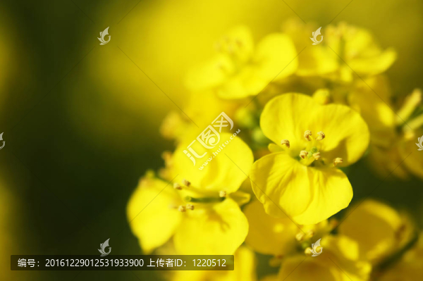 油菜花（特寫(xiě)）。