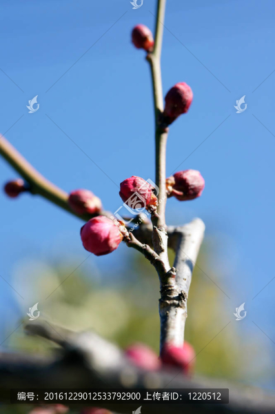 梅花花蕾。
