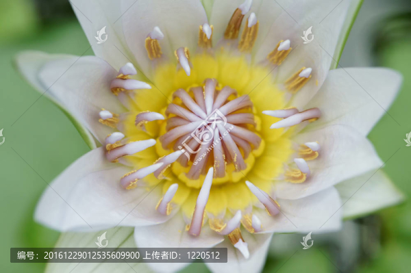 睡蓮開(kāi)始綻放（特寫(xiě)）。