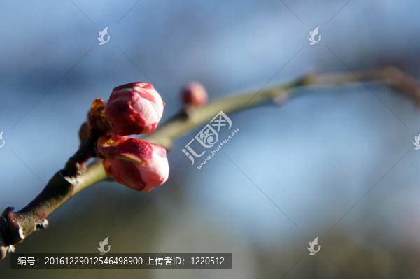 梅花花蕾。