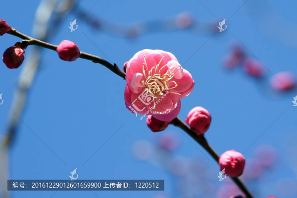 梅花。