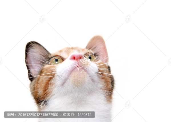 可愛的貓?zhí)ь^