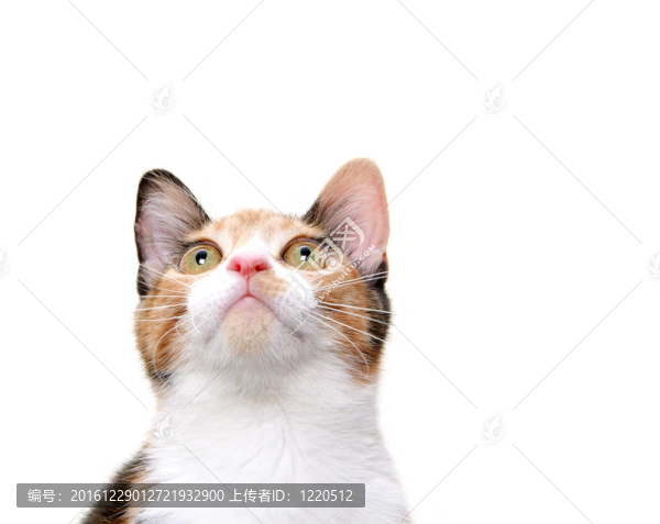可愛的貓?zhí)ь^