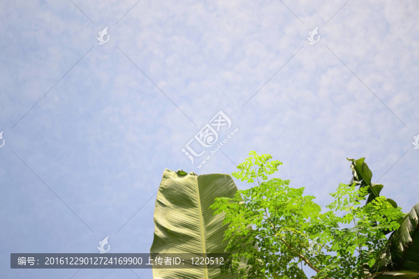 香蕉和辣木樹葉
