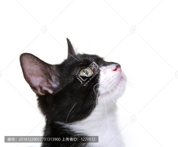 可愛的貓?zhí)ь^