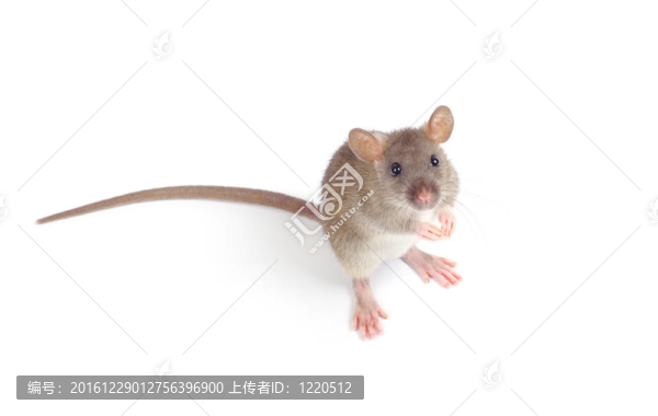 老鼠