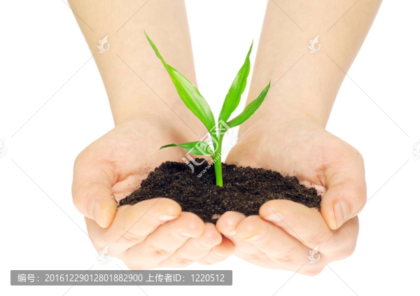 植物在手