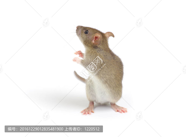 老鼠