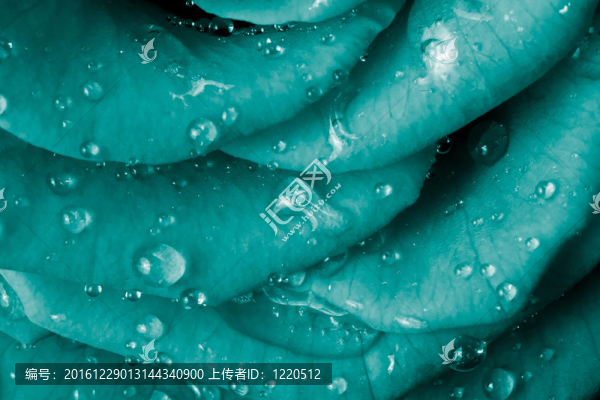 玫瑰花瓣