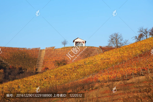 秋天的Hills和葡萄園。Piedmont；意大利北部。