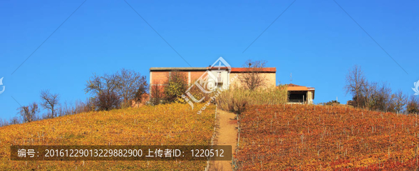 秋天葡萄園山。Piedmont；意大利北部。
