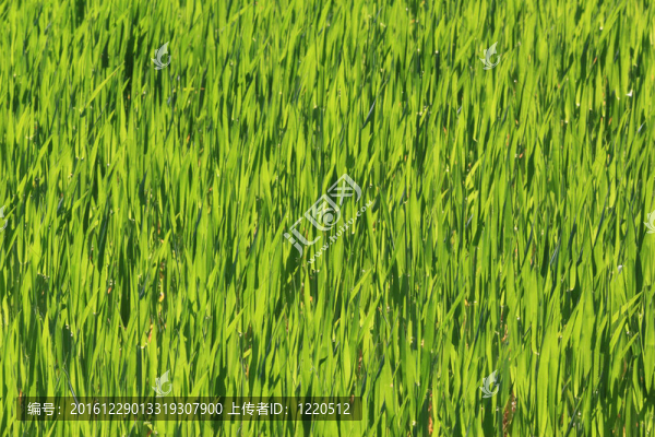 麥田