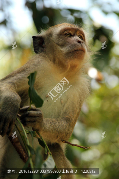長(zhǎng)尾獼猴偵察
