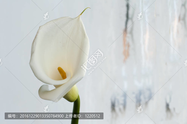 白色馬蹄蓮