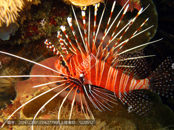 spotfin獅子魚