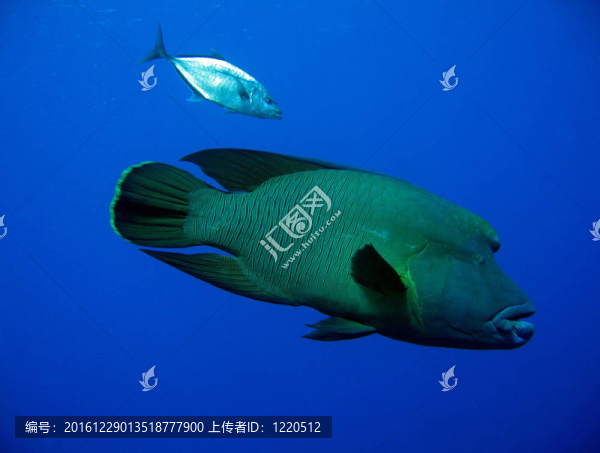 napoleonfish