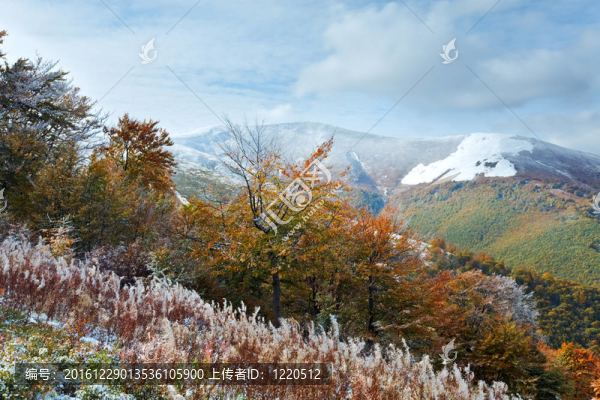 第一個冬天的雪和秋天五顏六色的樹葉在山上