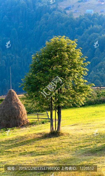 夏季山地草原景觀