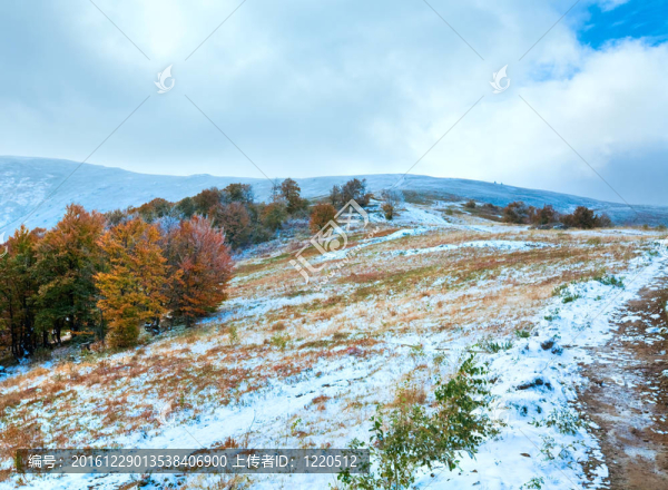 第一個冬天的雪和秋天五顏六色的樹葉在山上