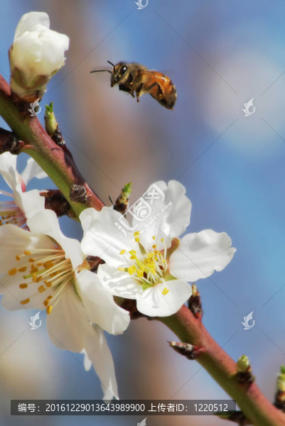 蜜蜂飛過(guò)杏花。