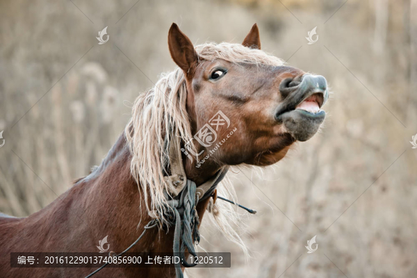 美麗的馬