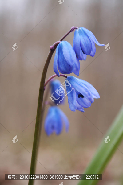 春天的花朵的風(fēng)信子
