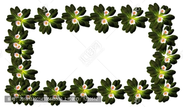 櫻草花框