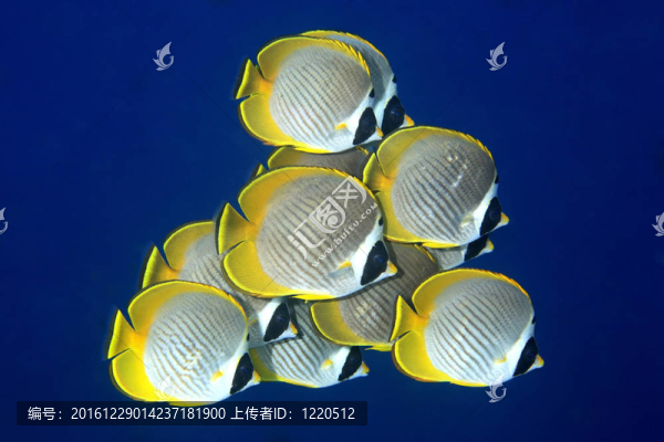 學(xué)校的蝴蝶魚