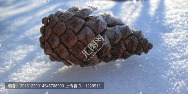 白雪上的松果