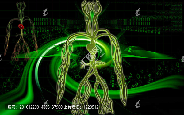 血管系統(tǒng)