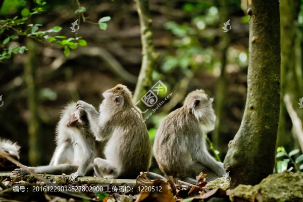 猴（Macaca,fascicularis）