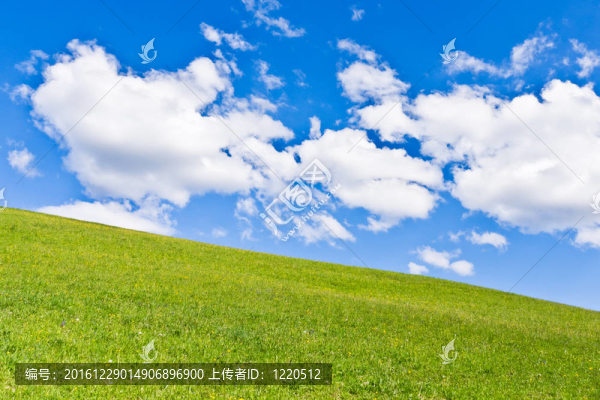 綠色的田野