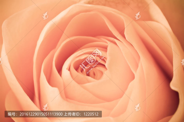 橙玫瑰的宏