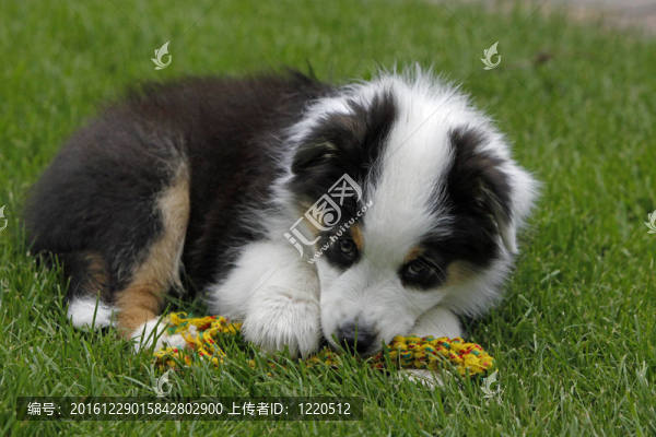 在草地上玩澳大利亞牧羊犬