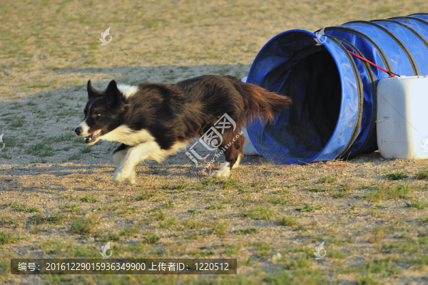 邊境牧羊犬的敏捷性比賽