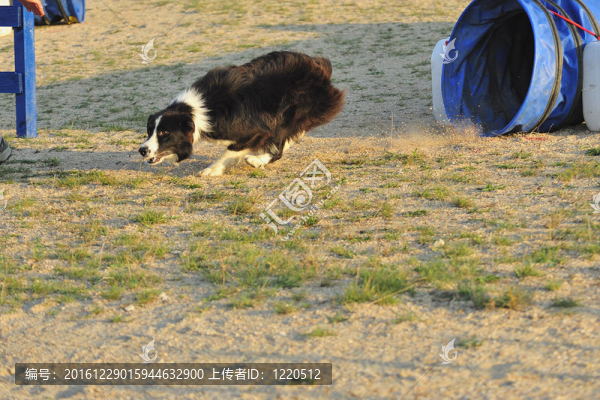 邊境牧羊犬的敏捷性比賽