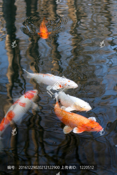 池塘里的鯉魚和錦鯉裝飾