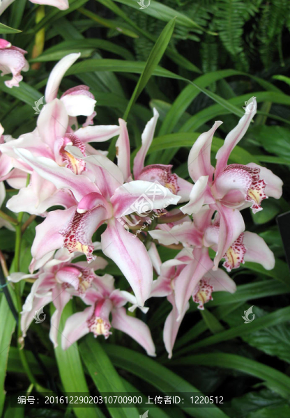 花園里的蘭花