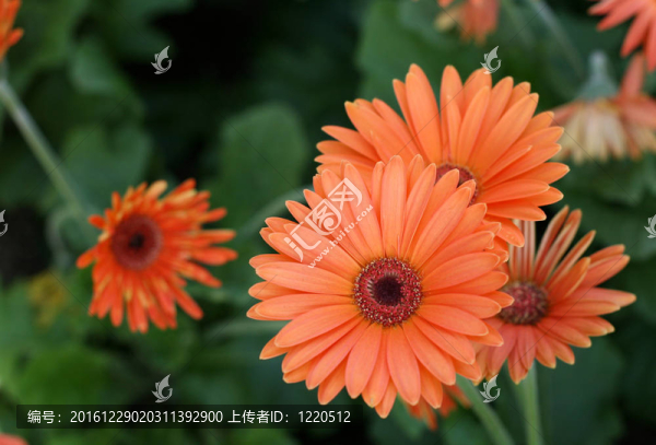 herbera雛菊